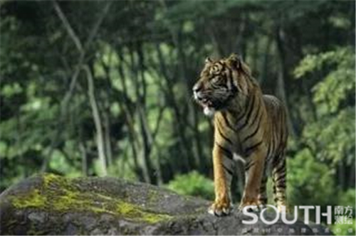 ̫������tyc4633